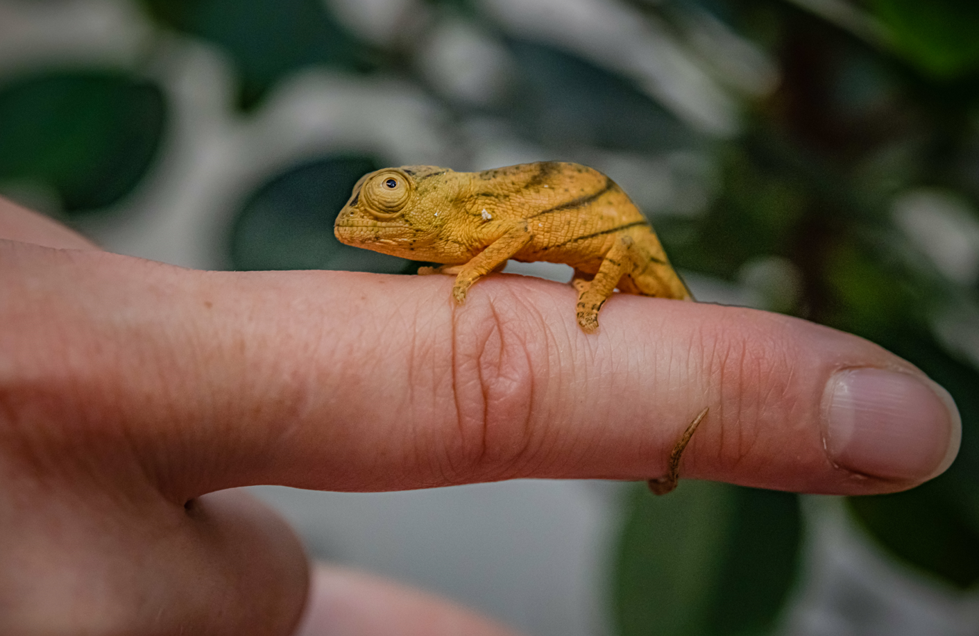 Future Giants: First UK Zoo breeding of Calumma parsonii, the world’s largest chameleon